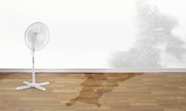 Best Mold removal after water damage  in Ash Flat, AR