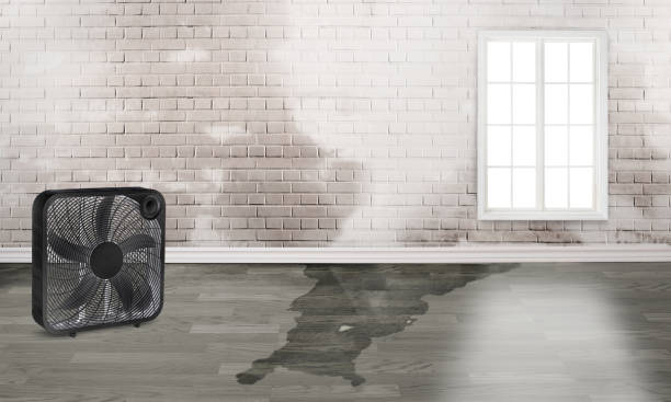 Best Water damage restoration near me  in Ash Flat, AR